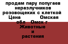  продам пару попугаев неразлучников розовощеких с клеткой › Цена ­ 1 200 - Омская обл., Омск г. Животные и растения » Птицы   